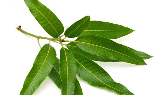 Nước lá xoài là một phương pháp tự nhiên, dễ thực hiện để hỗ trợ kiểm soát đường huyết và giảm cholesterol. Ảnh: BoldSky.