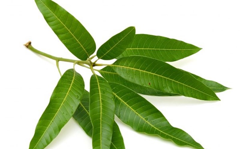 Mango leaf water is a natural, easy-to-make method to help control blood sugar and lower cholesterol. Photo: BoldSky.