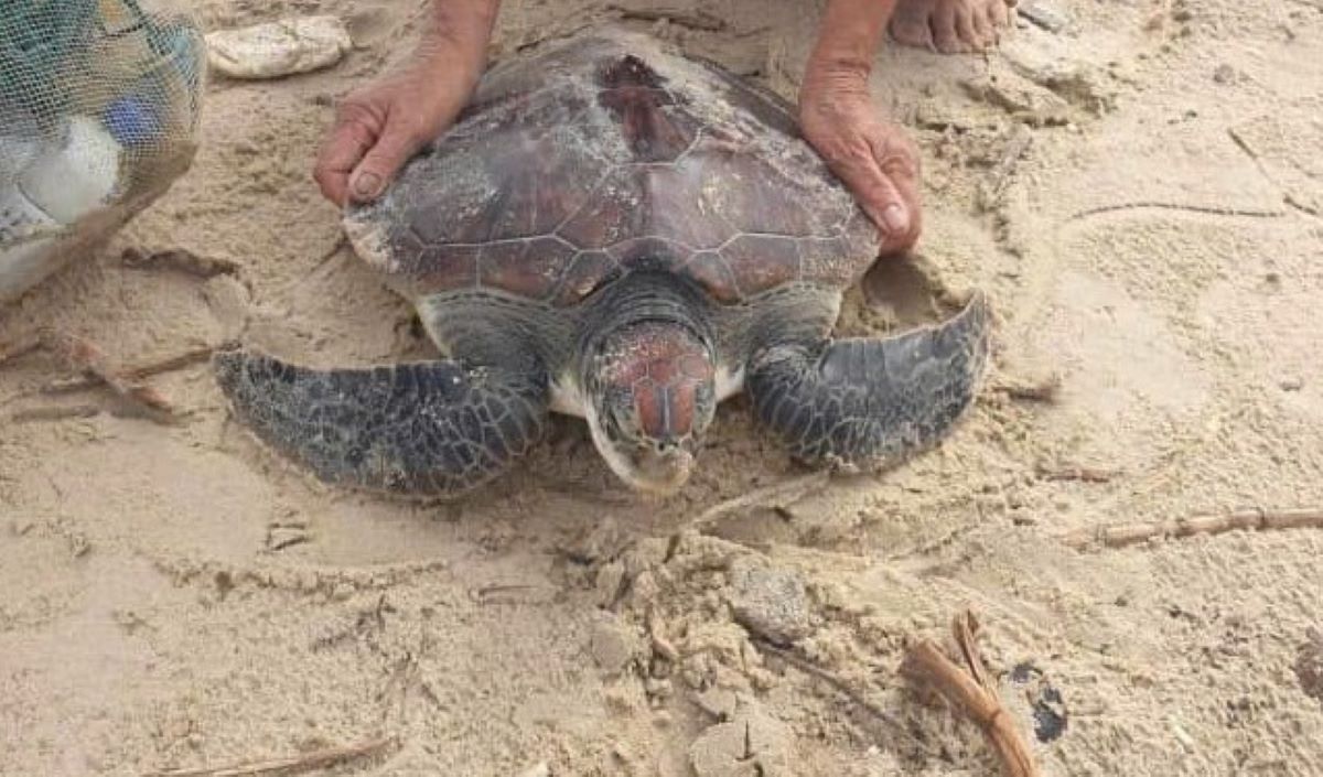 A sea turtle discovered by locals. Photo: H.Nguyen.