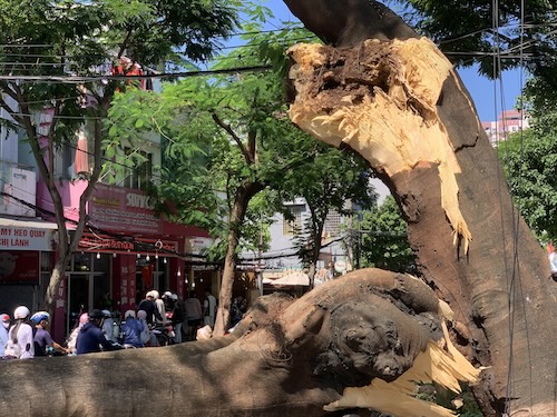 Cây xanh ở Đà Nẵng ngã đổ bất ngờ. Ảnh: Nguyễn Linh