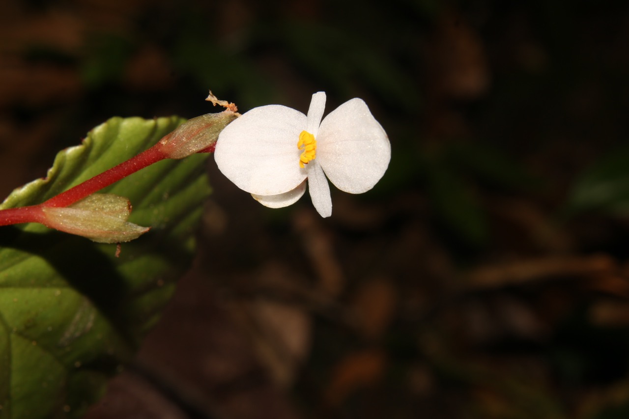 The flowers of this newly discovered plant species are pure white. Photo: WWF provided