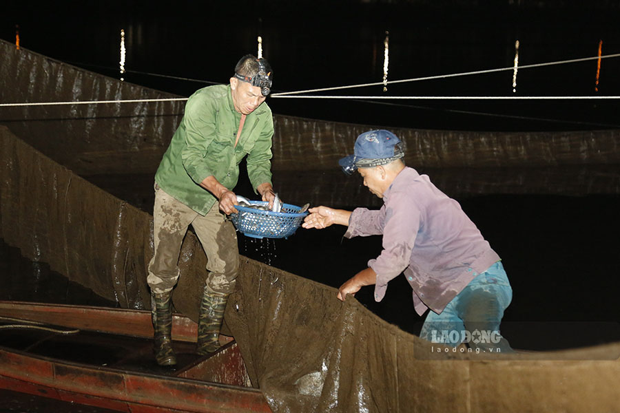 Theo ông Đại, việc đánh bắt cá bằng vó bè khá đơn giản. Tuy nhiên, để có được những mẻ cá lớn, người dân cần có kinh nghiệm chọn vị trí thả vó, thời điểm kéo lưới phù hợp.