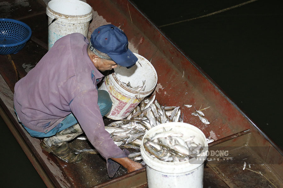 Nghề đánh bắt cá bằng vó bè lại mang lại thu nhập khá ổn định. Với 2 chiếc vó bè, trung bình mỗi đêm ông Đại có thể thu được từ 30-50kg cá, phụ thuộc vào thời tiết và mực nước sông lên xuống.