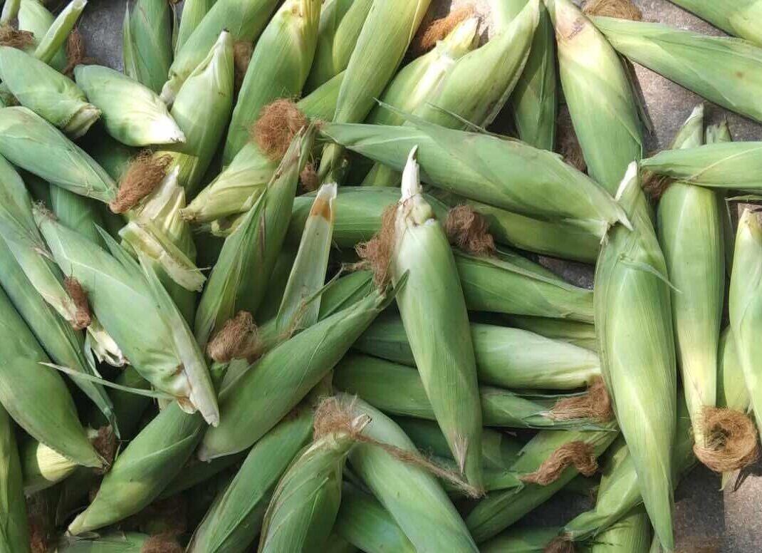 Corn silk water can help reduce belly fat and aid weight loss. Photo: Kieu Vu
