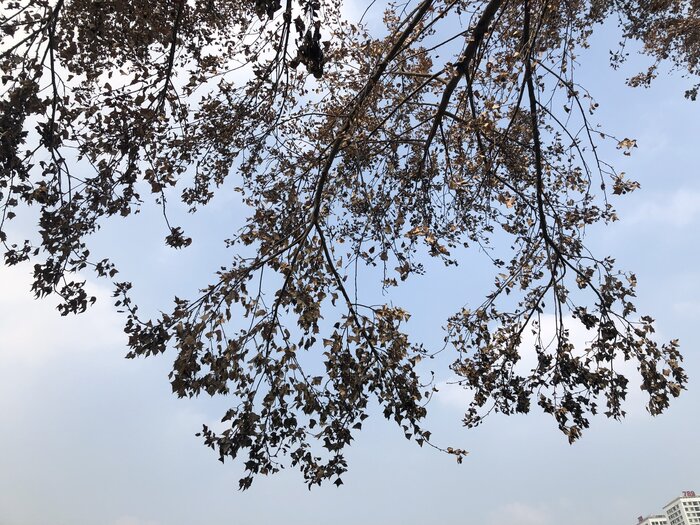 Maple leaves at the Diplomatic Corps area were burned dry. Photo: Vi Cuong