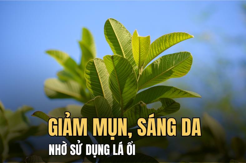 Reduce acne, brighten skin by using guava leaves. Graphics: Hai Ly