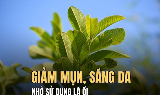Giảm mụn, sáng da nhờ sử dụng lá ổi. Đồ hoạ: Hải Ly