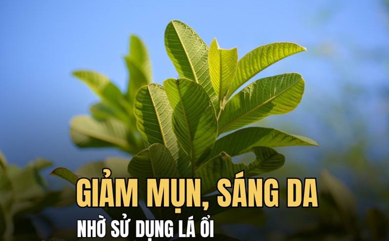 Reduce acne, brighten skin by using guava leaves. Graphics: Hai Ly