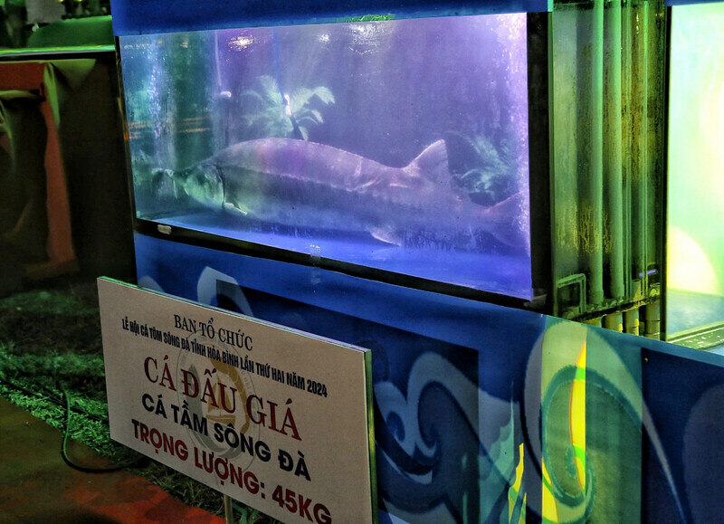 A giant sturgeon from the Da River weighing 45kg was auctioned for 150 million VND. Photo: Duc Anh