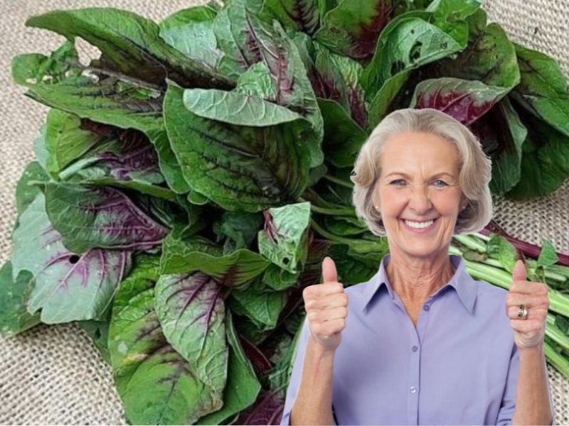 Elderly people can eat amaranth to supplement calcium for bones. Graphics: Ha May