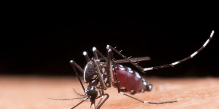 Who is susceptible to dengue fever a second time? Photo: According to Healthshots.