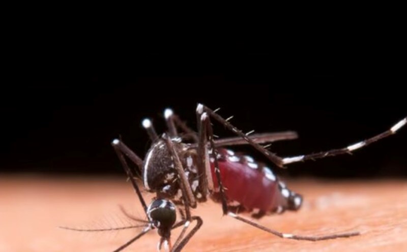 Who is susceptible to dengue fever a second time? Photo: According to Healthshots.