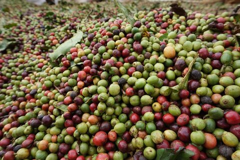 Coffee prices today, November 2: Factors pushing coffee prices to continue falling. Photo: Thanh Tuan.