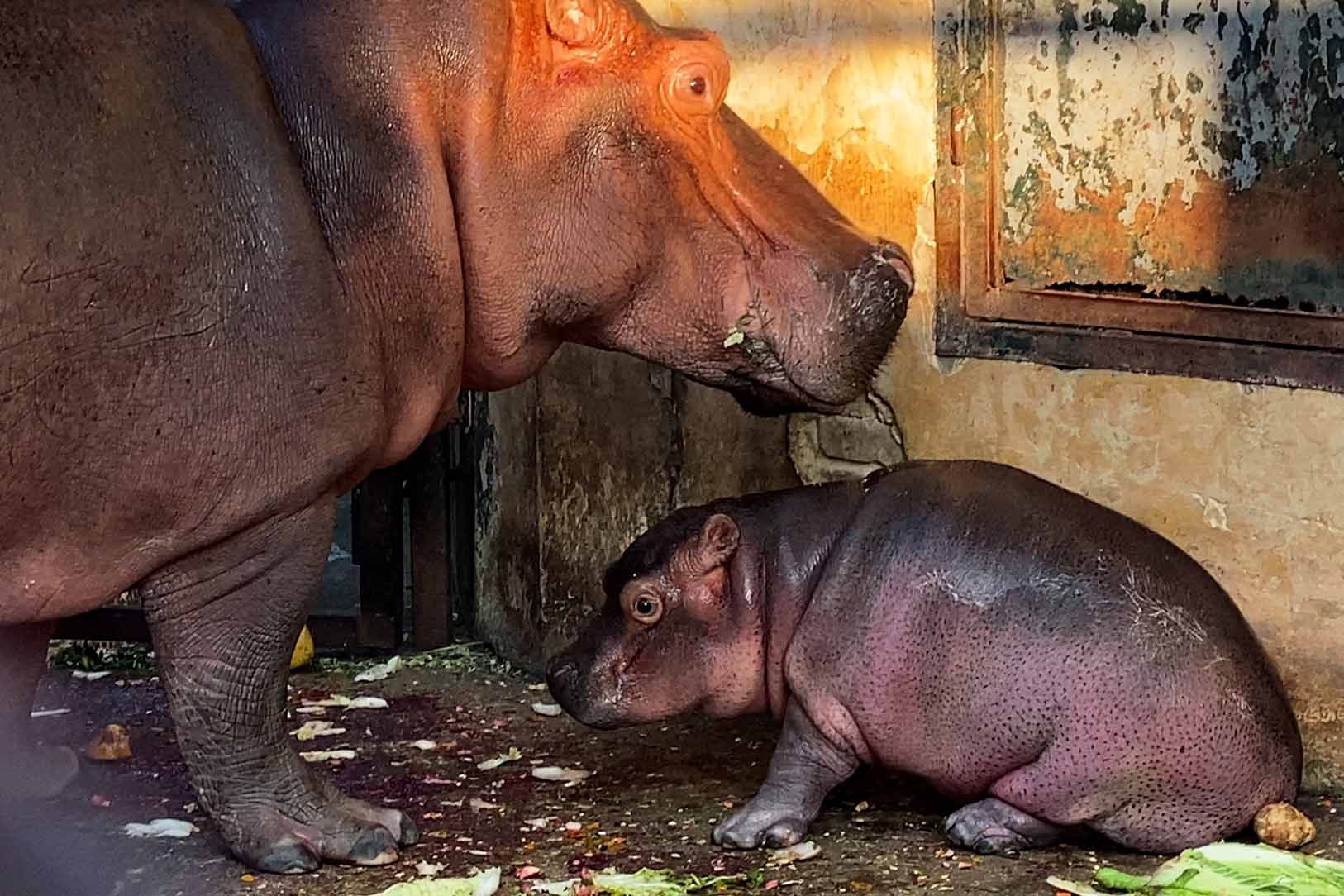 Hanoi Zoo causes a fever with baby hippo.