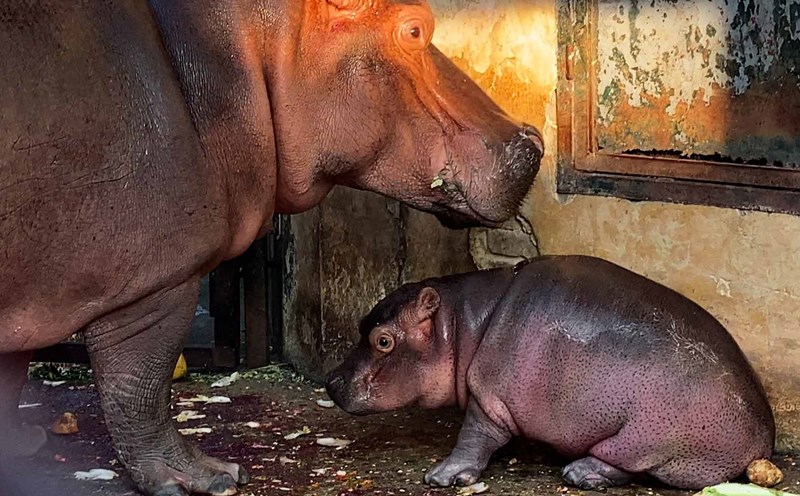 Hanoi Zoo causes a fever with baby hippo.