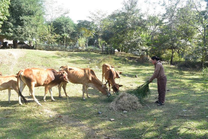Many households in Buon Don district were given breeding cows to sustainably reduce poverty. Photo: Bao Lam