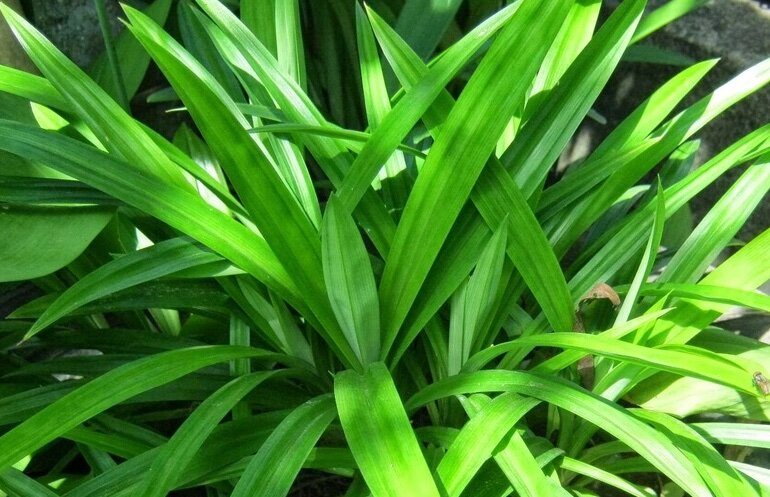 Pandan leaves are said to help stabilize blood sugar and reduce stress. Photo: Kieu Vu