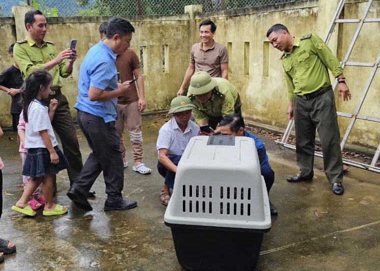 A langur was shot with anesthetic. Photo: N. Nguyen