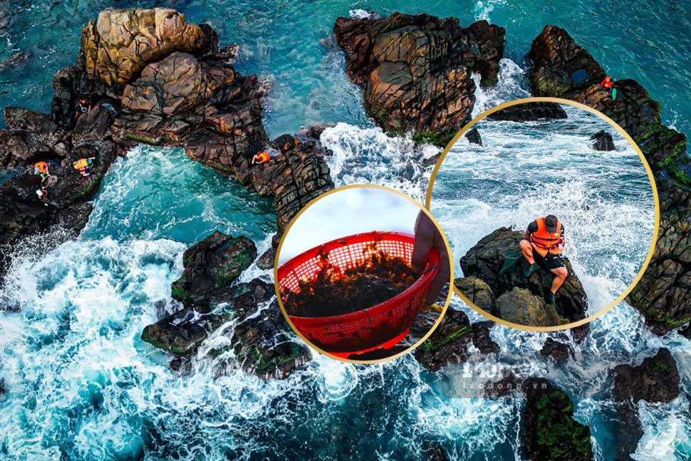 Close-up of the "sea deer" hunting profession on rocks of Binh Dinh people. Photo: Phuong Thao