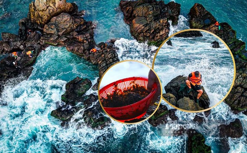 Close-up of the "sea deer" hunting profession on rocks of Binh Dinh people. Photo: Phuong Thao