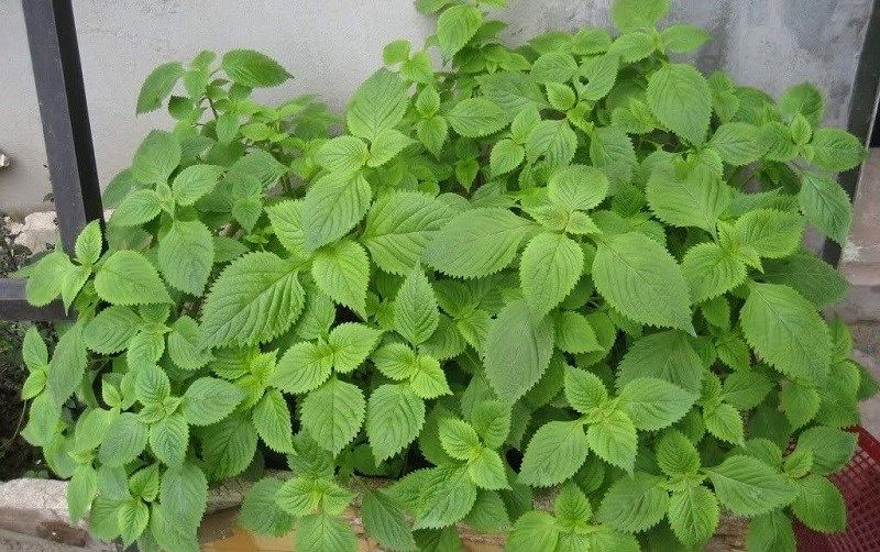 Perilla - A spice rich in calcium, cures many diseases. Photo: Bach Xanh