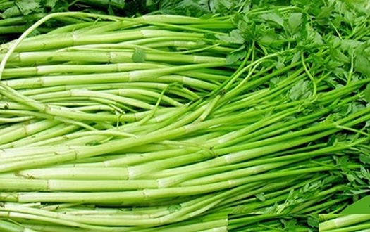 Celery is said to help reduce uric acid and lose weight, but the leaves should be removed when eaten. Photo: Kieu Vu