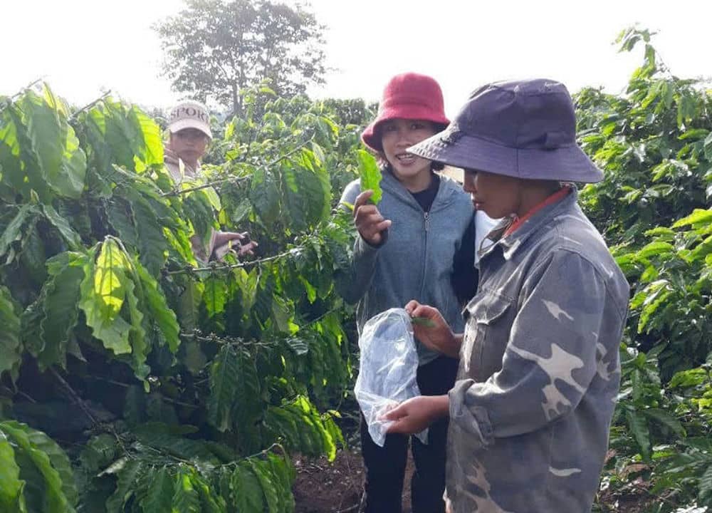 Teaching coffee care to workers in Ia Grai. Photo: Phong Lan