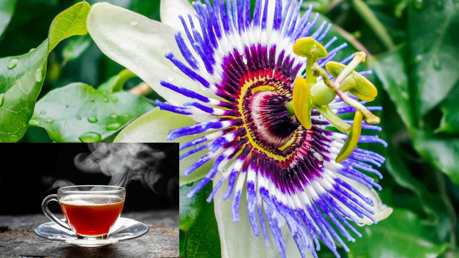 Passionflower tea controls hyperglycemia. Graphic photo: Khanh Ngoc