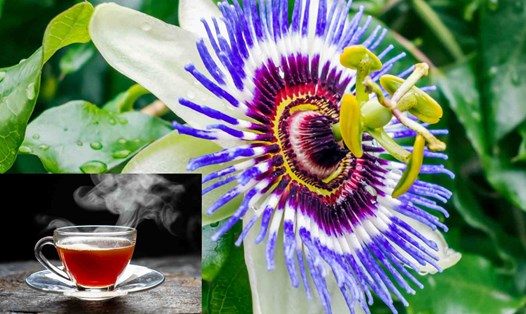 Trà hoa lạc tiên kiểm soát tăng đường huyết. Ảnh đồ họa: Khánh Ngọc