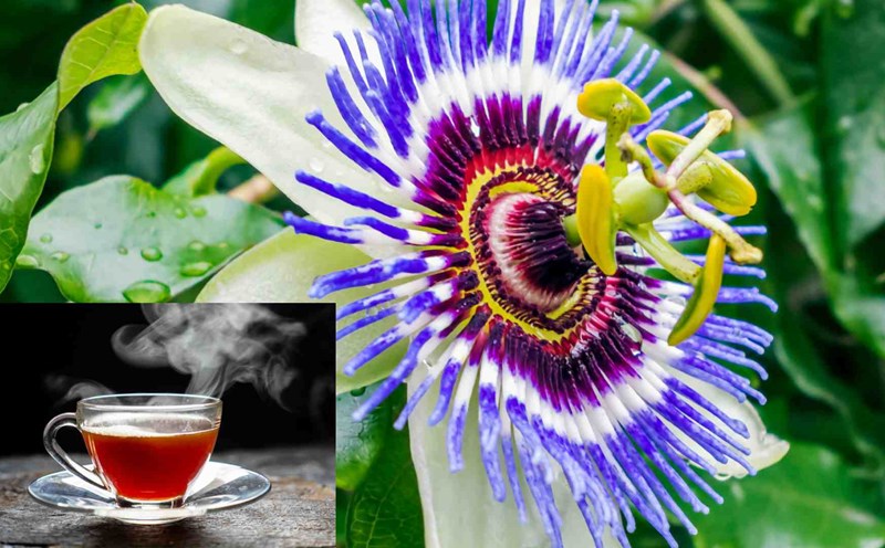 Passionflower tea controls hyperglycemia. Graphic photo: Khanh Ngoc