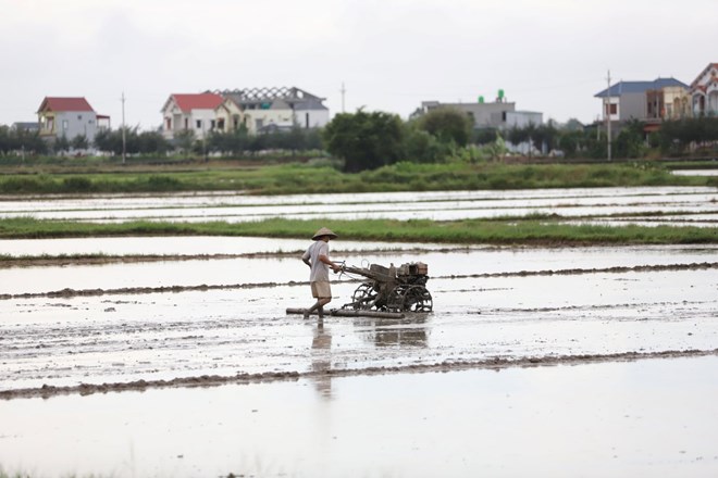 Cases exempted from agricultural land fees. Photo: Phan Anh