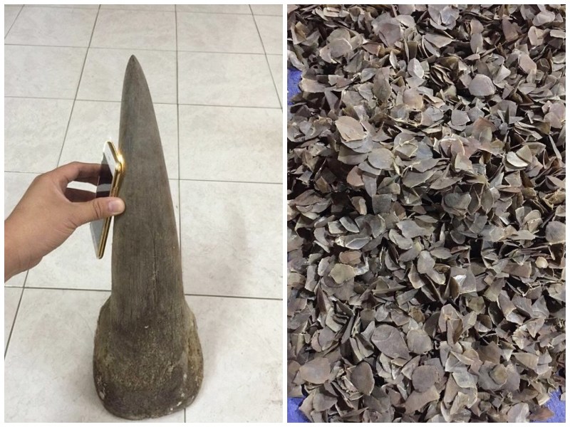 Transporting products from rare wild animals, the subject was sentenced to 3 years in prison. Illustration photo: Provided by ENV