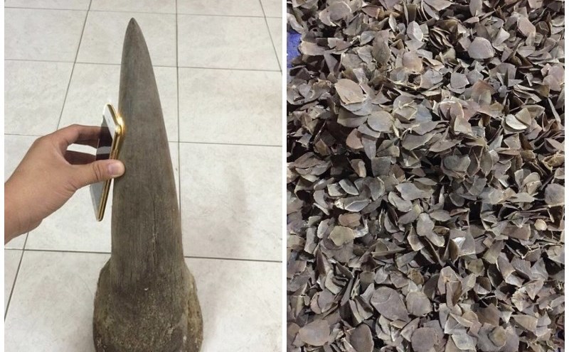 Transporting products from rare wild animals, the subject was sentenced to 3 years in prison. Illustration photo: Provided by ENV