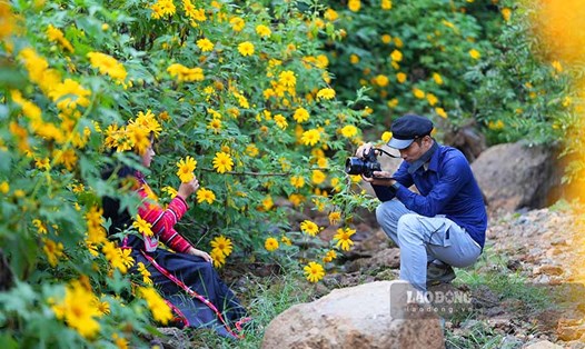 Hoa dã quỳ nở rộ khắp núi rừng Điện Biên là cảm hứng cho các bạn trẻ đến check-in. Ảnh: Quang Đạt