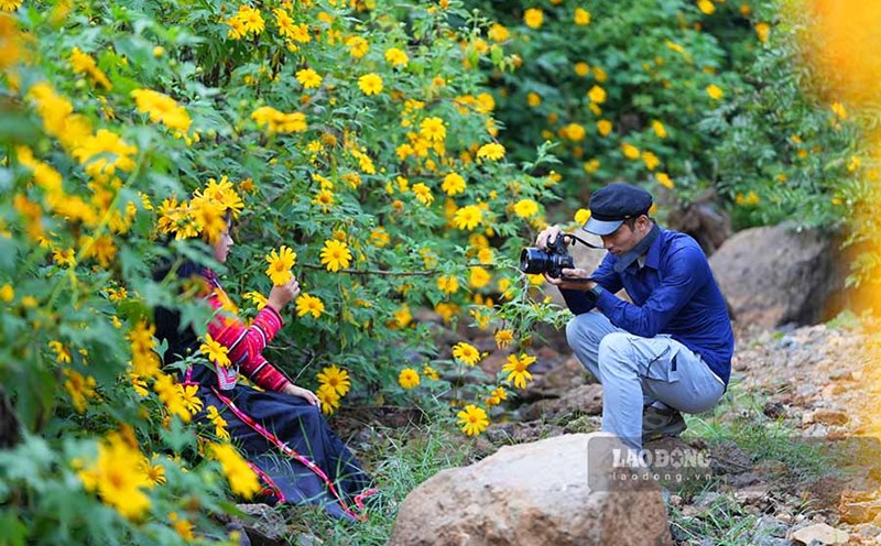 Wild sunflowers blooming throughout the mountains and forests of Dien Bien are an inspiration for young people to check in. Photo: Quang Dat