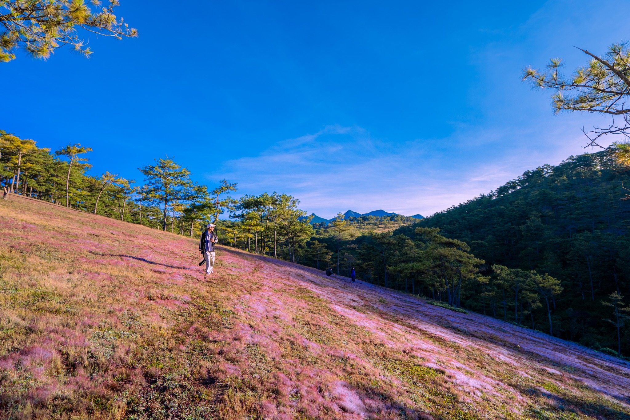 Khung cảnh đồi cỏ hồng sáng sớm ngậm sương long lanh ở Thung lũng Vàng. Đây là địa điểm gần trung tâm Đà Lạt mà du khách dễ tìm thấy những vạt cỏ hồng tươi nhất. Thung lũng Vàng nằm ở thôn Lạt Đồng, xã Lát, huyện Lạc Dương, cách trung tâm TP Đà Lạt khoảng 15 km.