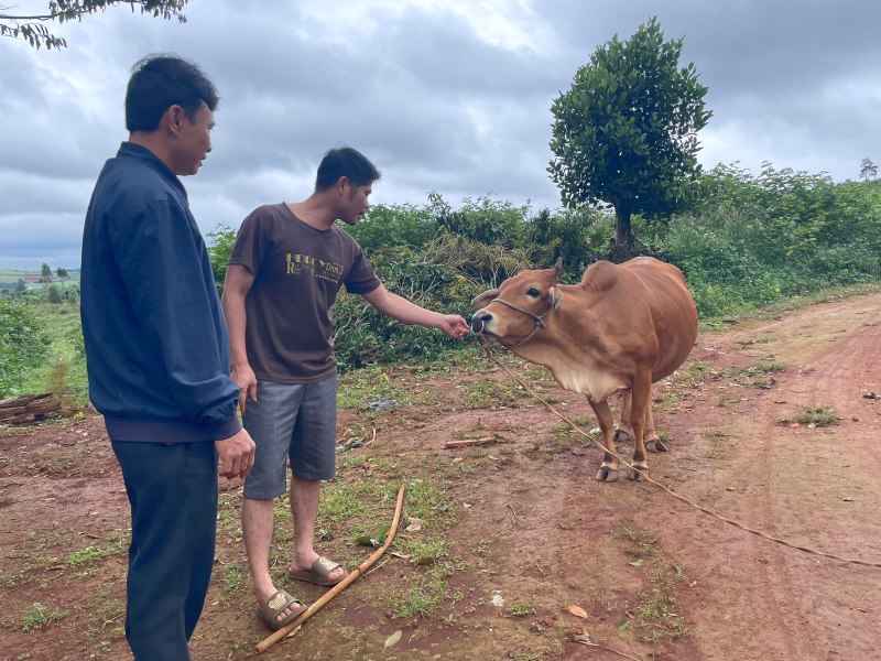 Thanks to being given breeding cows, people in the Tuy Duc border area have had an additional livelihood to escape poverty. Photo: Dinh Quang
