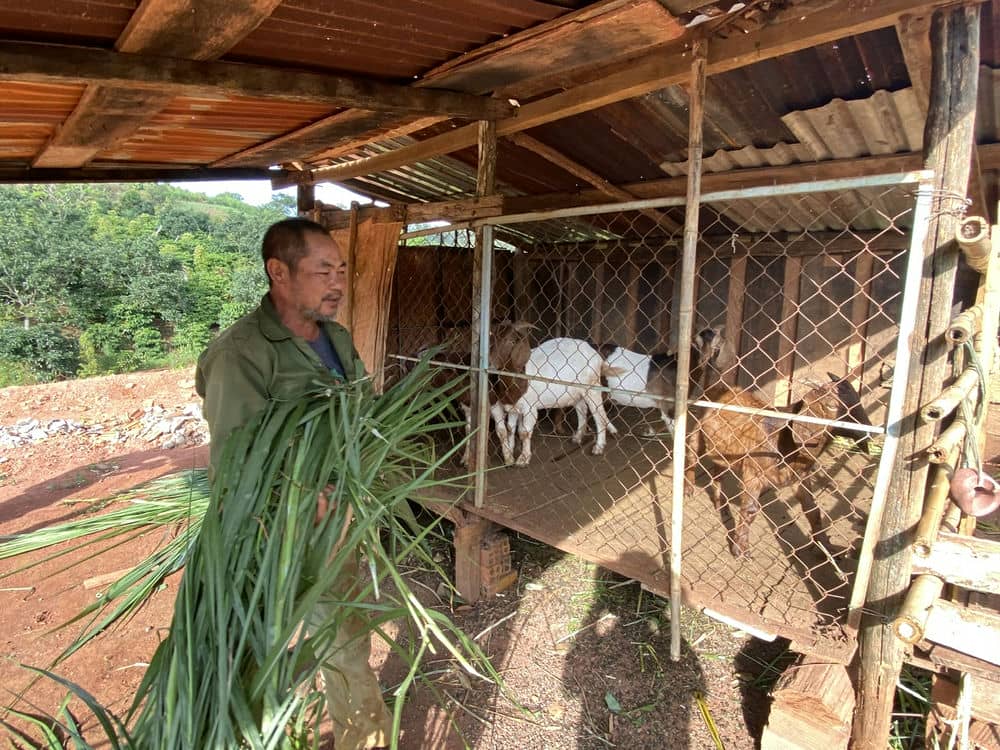 Thanks to capital and breeding support, Mr. Tung's family has risen out of poverty. Photo: Phong Lan