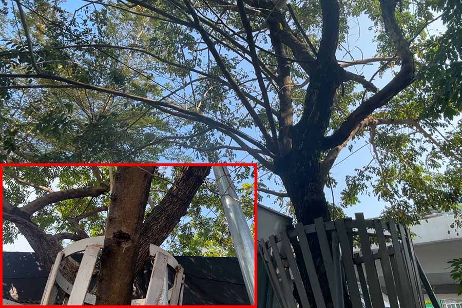 Unshackle the billion-dollar rosewood trees in Hanoi