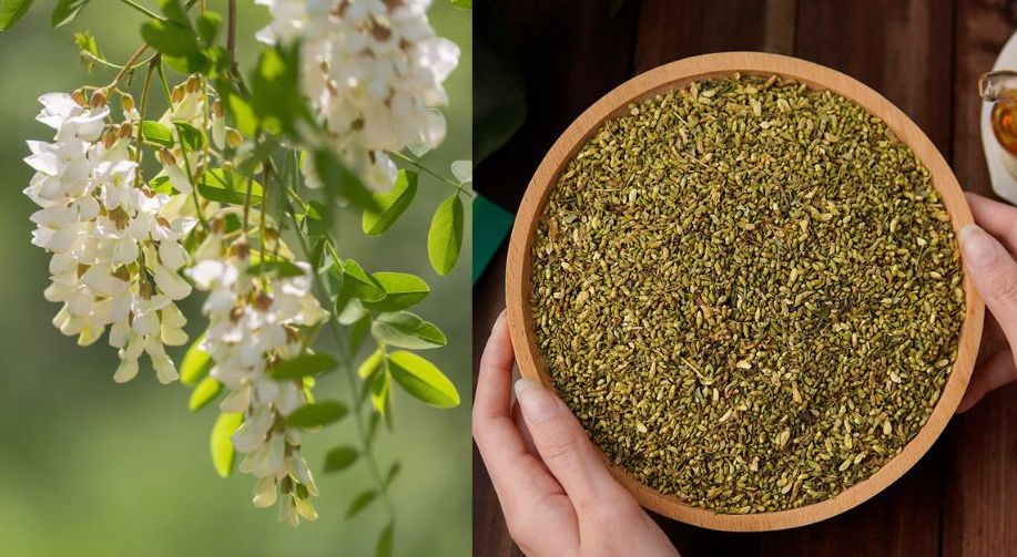 Precious Vietnamese herbal medicine helps lose weight effectively. Graphics: Linh Dan