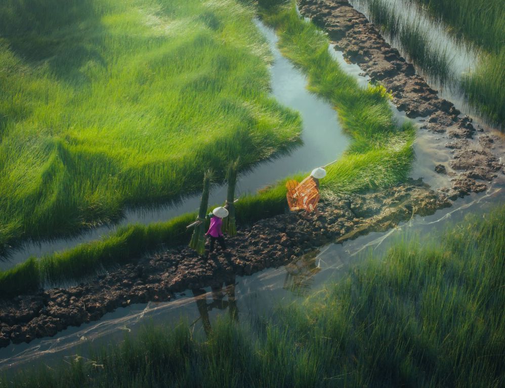 Sedge harvest season in Long An. Photo: Nguyen Khanh Vu Khoa