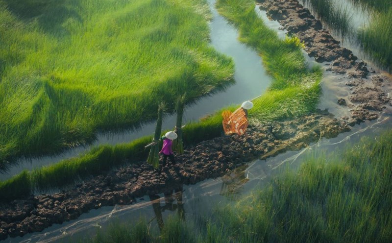 Sedge harvest season in Long An. Photo: Nguyen Khanh Vu Khoa