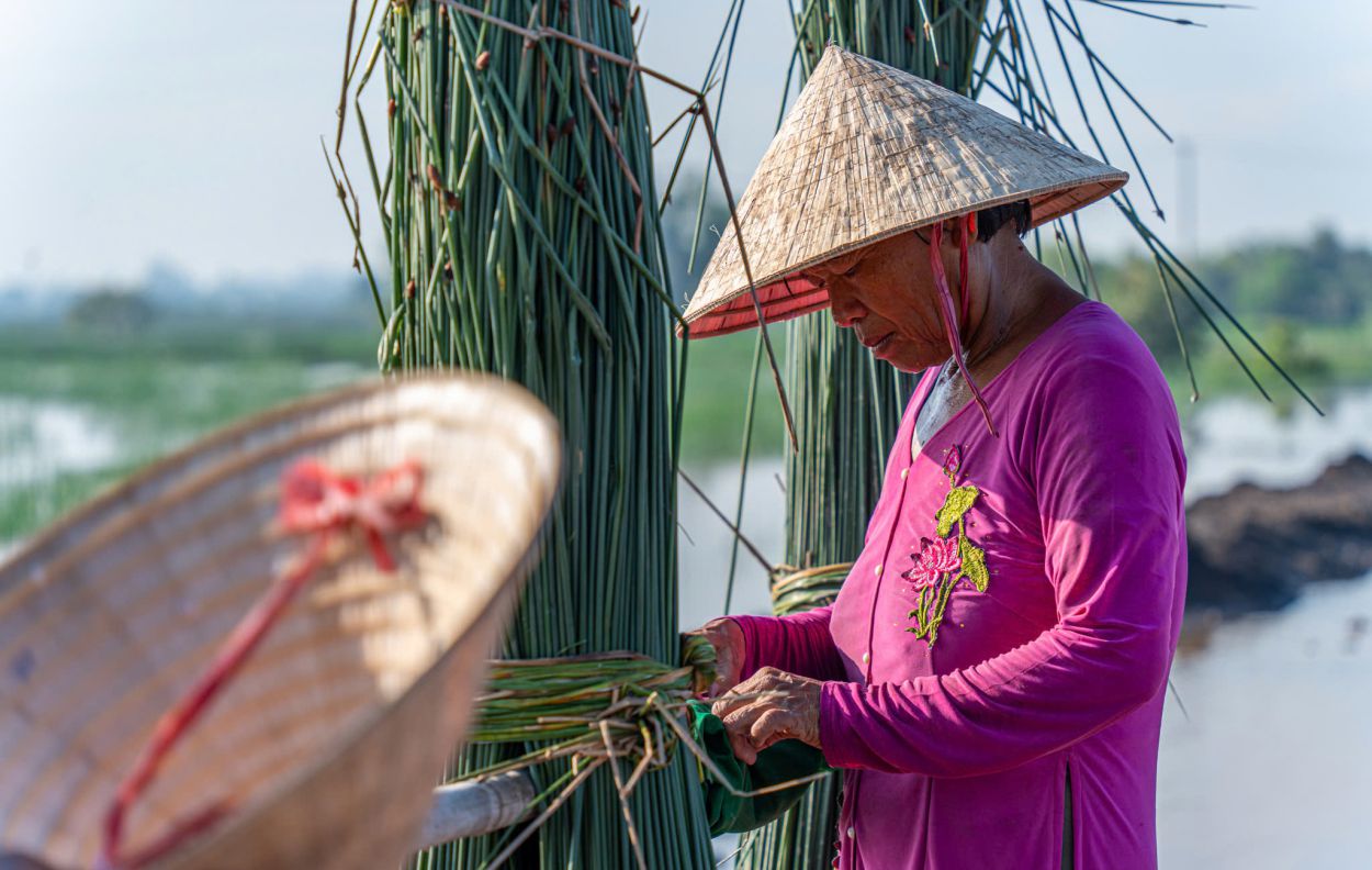 Co bang chia thanh hai loai, gia thu mua dao dong tu 15.000 den 20.000 dong/bo, moi bo co duong kinh khoang 20cm. Anh: Nguyen Khanh Vu Khoa