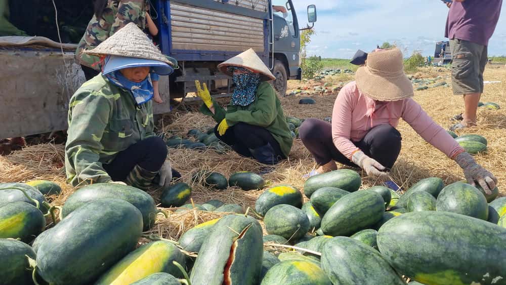 Farmers are distraught as watermelon prices are falling to rock bottom. Photo: Kien Le
