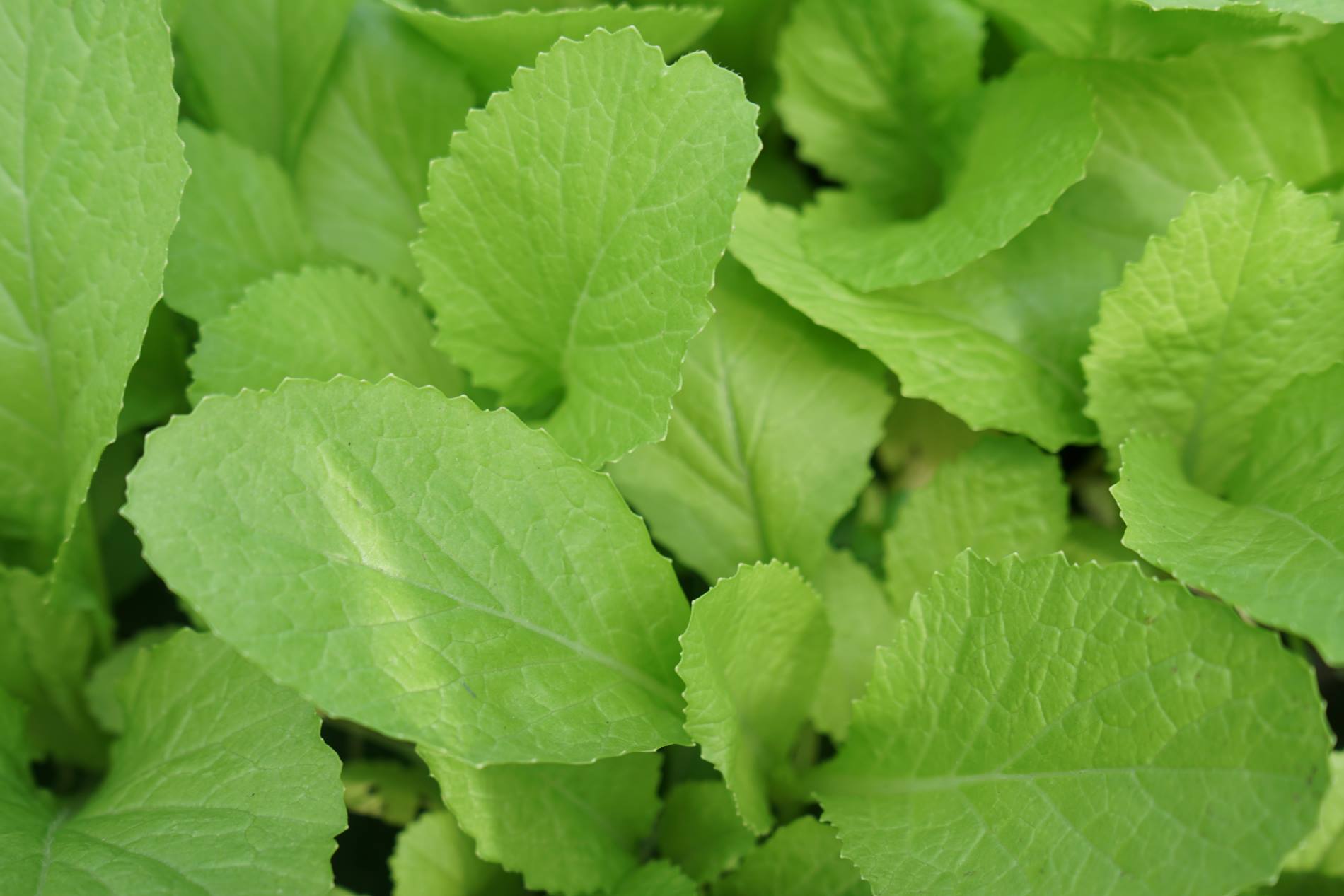 Cruciferous vegetables are low-calorie foods that help you lose weight and stay slim after the age of 50. Photo: Thanh Thanh