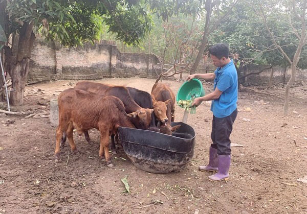 Tu nguon von vay uu dai, nhieu gia dinh co dieu kien dau tu phat trien mo hinh chan nuoi de tung buoc vuon len thoat ngheo. Anh: Tra Huong 