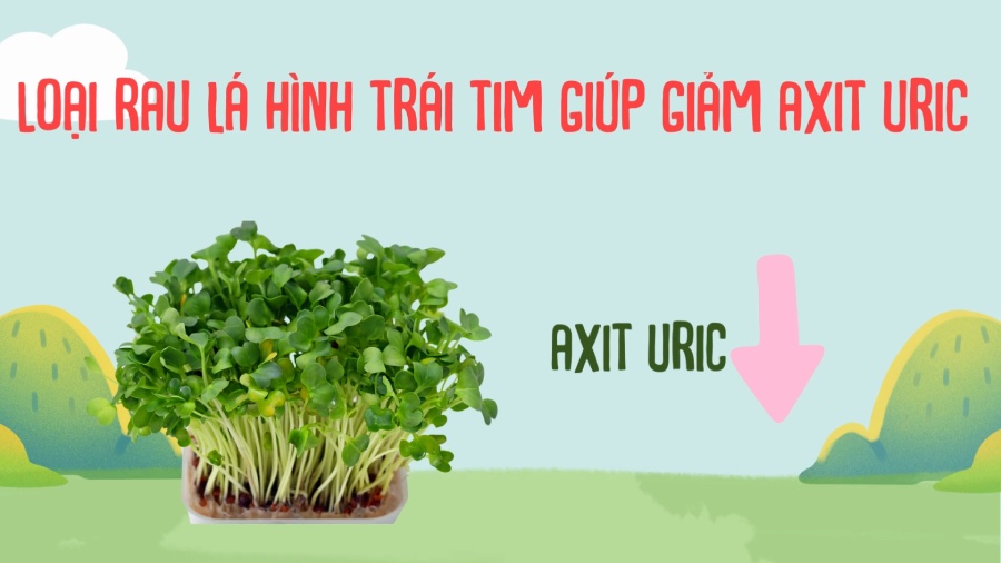 Heart-shaped leafy vegetable helps reduce uric acid. Graphics: Phuong Anh