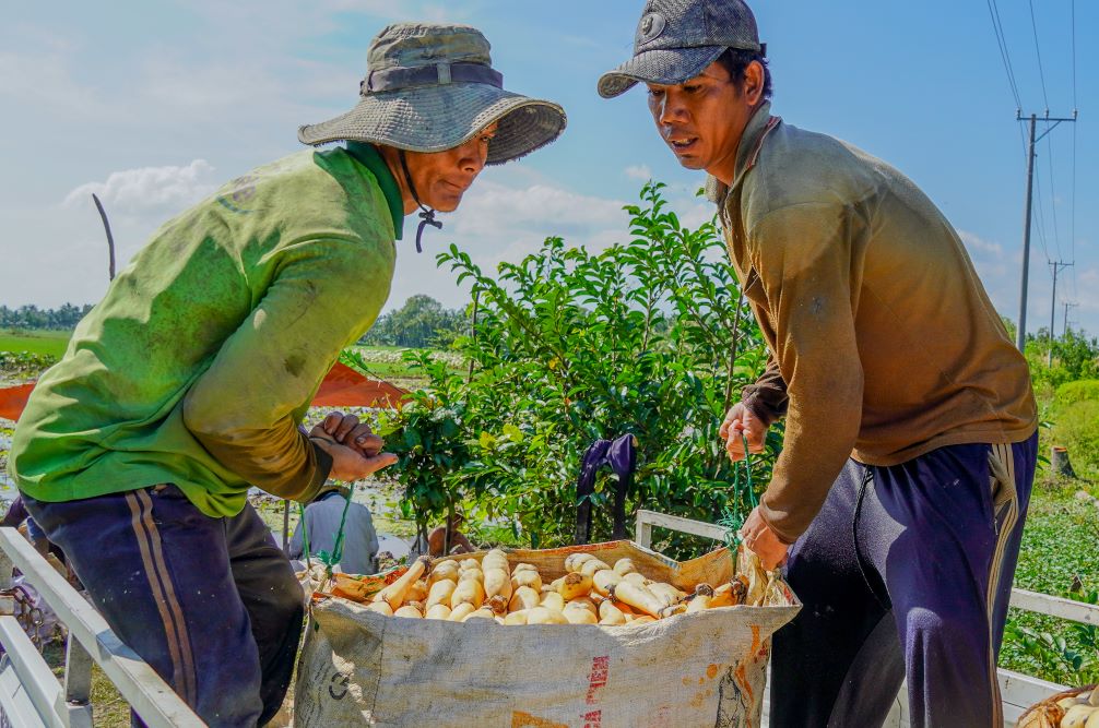 Ngoai nang cao thu nhap cho nguoi trong, vao mua thu hoach cu sen cung gop phan giup giai quyet viec lam cho hang tram lao dong tai dia phuong. Trung binh moi lao dong kiem duoc tu 200 - 400 nghin dong moi ngay.