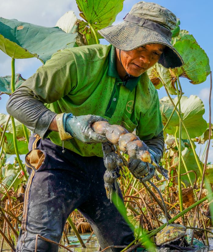 Cong viec kha vat va. Nguoi dao phai kheo leo lay cu sen tu duoi lop bun sau van nguyen ven, khong bi xuoc hay gay vun. O nhung ruong sen bun mem ho dung tay de dao boi lop, Con nhung ruong nao dat cung phai dung may bom ap luc cao suc xuong lam loang bun