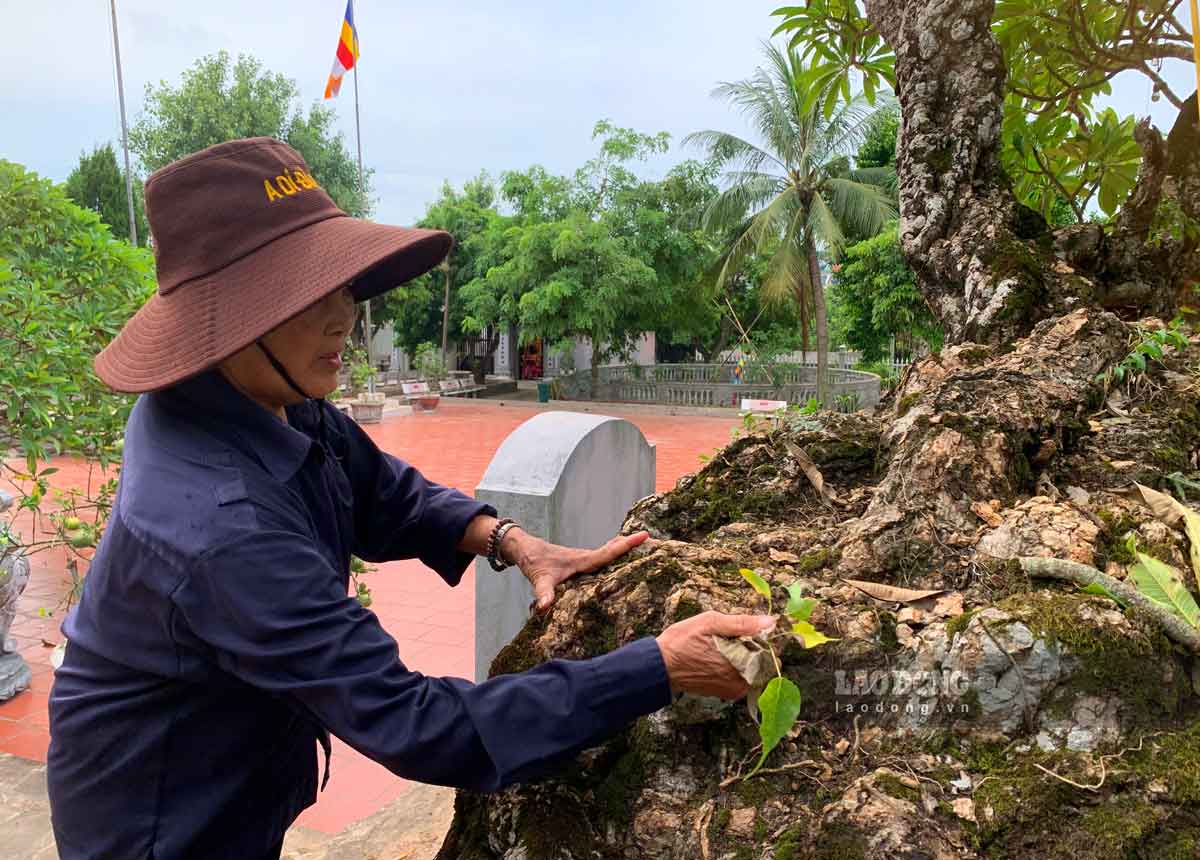 Nguoi dan dia phuong cho biet, hai cay dai co thu ton tai phong tran vuot qua bao tap va chung kien bao doi thay cua que huong chung toi, nam 2014, cap cay dai nay duoc cong nhan duoc la cay di san Viet Nam.